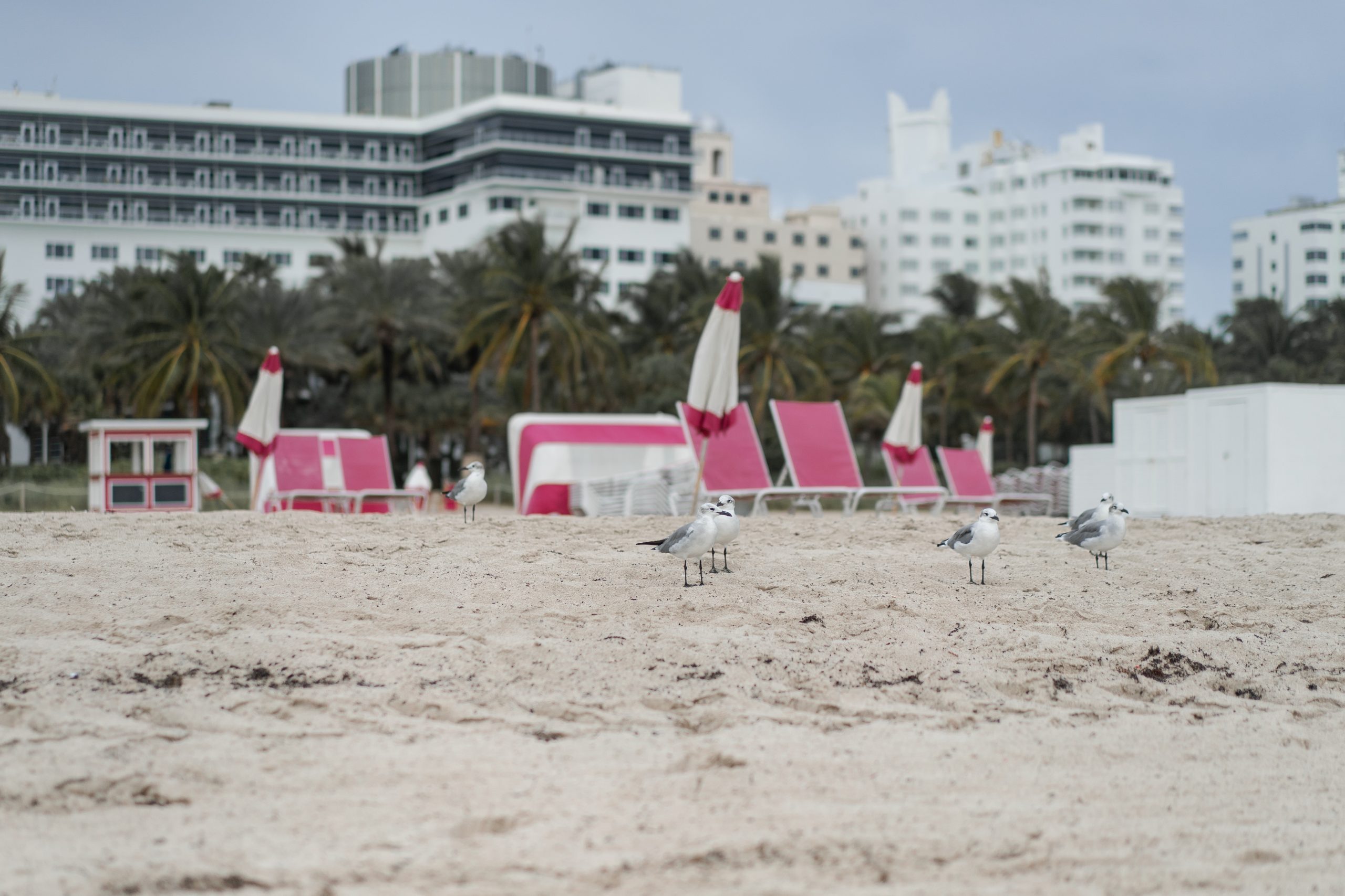 Seagulls on a sandy beach with pink loungers, ideal for beachfront accommodation near Durban.